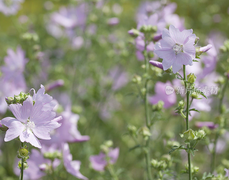 锦葵(Malva moschata)